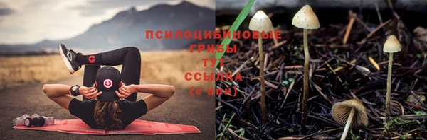 сатива Володарск